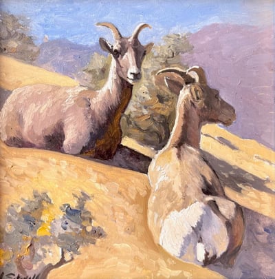 New Mexico Sheep by Dan Stovall